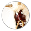 busó2